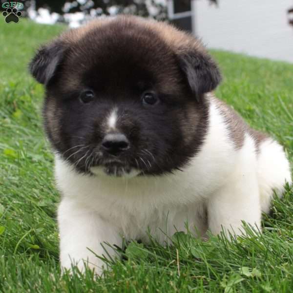AKC Bella, Akita Puppy